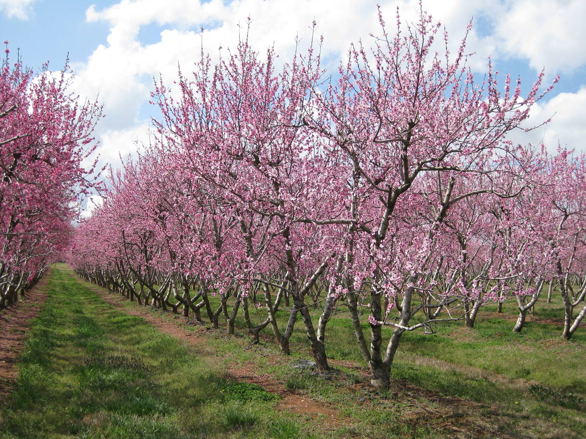 alt=Photo of cherry trees at the Anne Springs Close Greenway