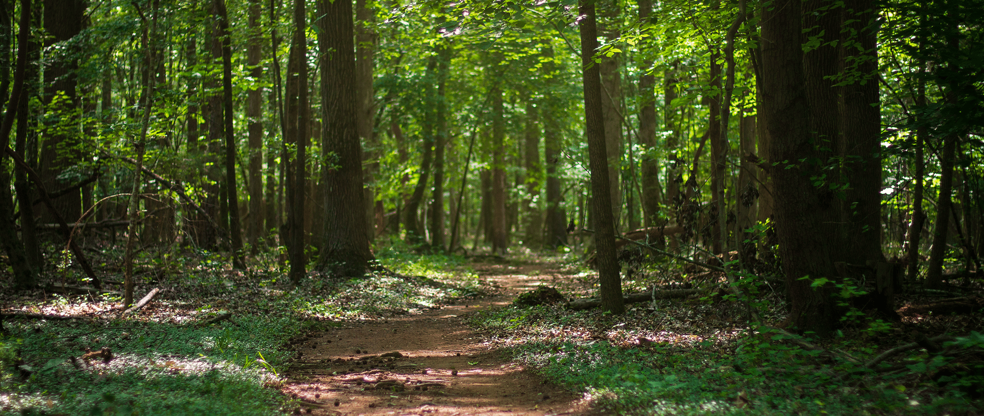 North Steele Creek Trail | Anne Springs Close Greenway